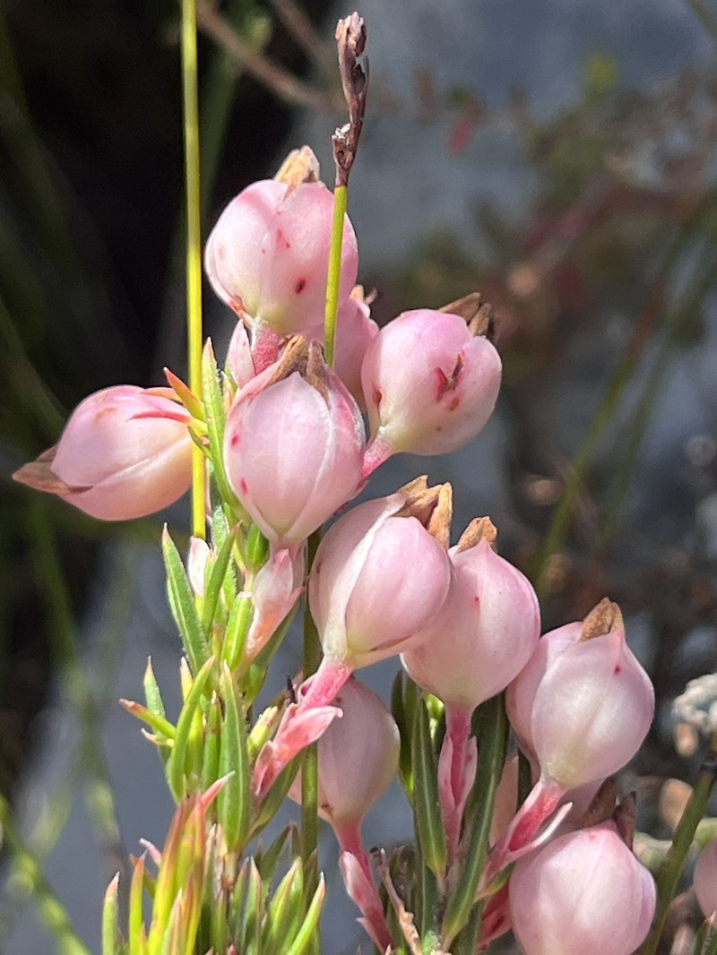 Erica holosericea var. holosericea photo 4