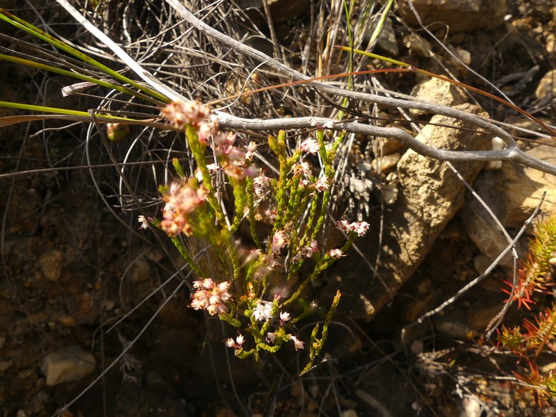 Erica inamoena