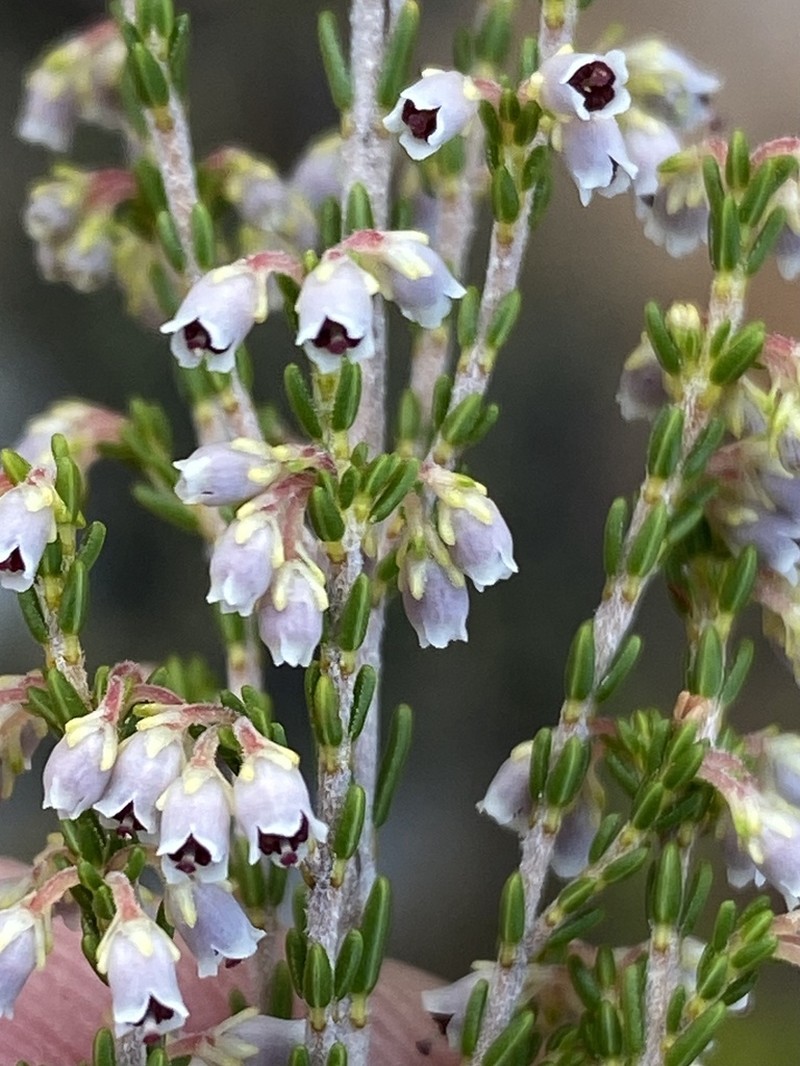 Erica inamoena photo 2
