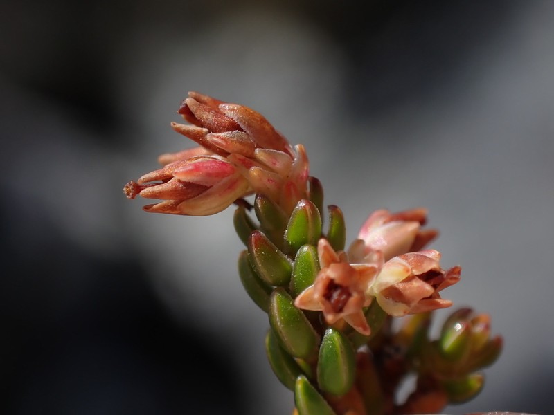 Erica inamoena photo 3