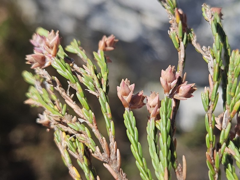 Erica inamoena photo 5