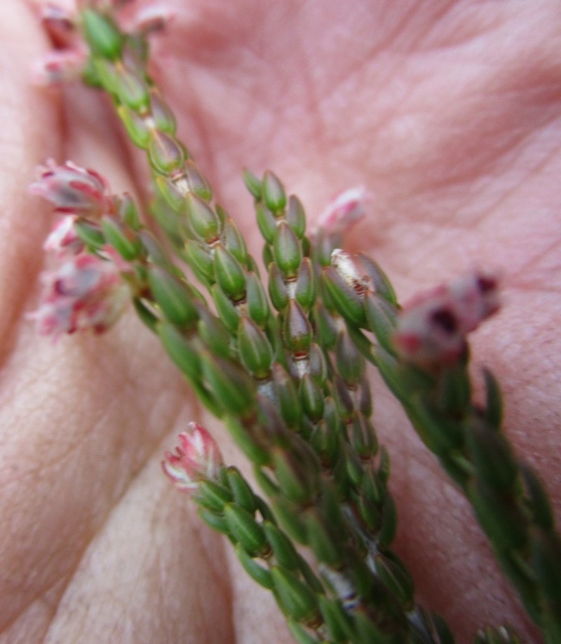 Erica inamoena photo 6