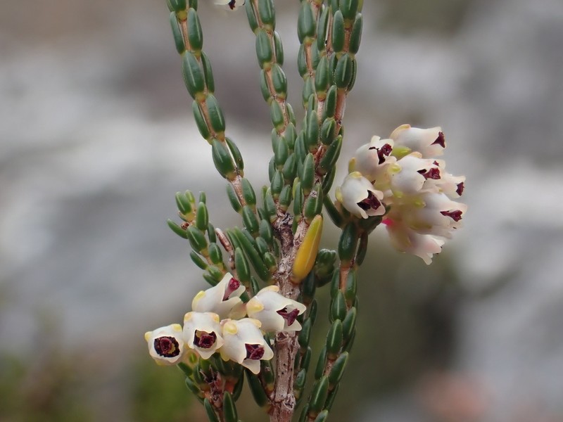Erica inamoena photo 7