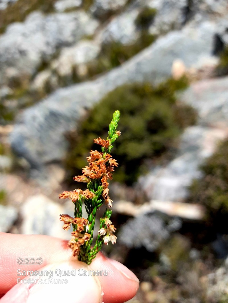Erica inamoena photo 8