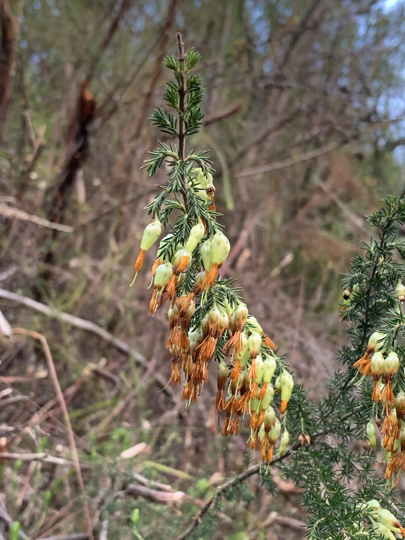 Erica intermedia subsp. intermedia