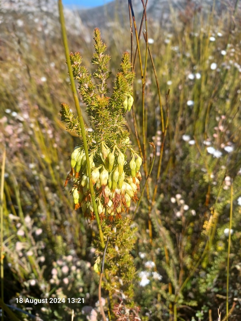 Erica intermedia subsp. intermedia photo 2