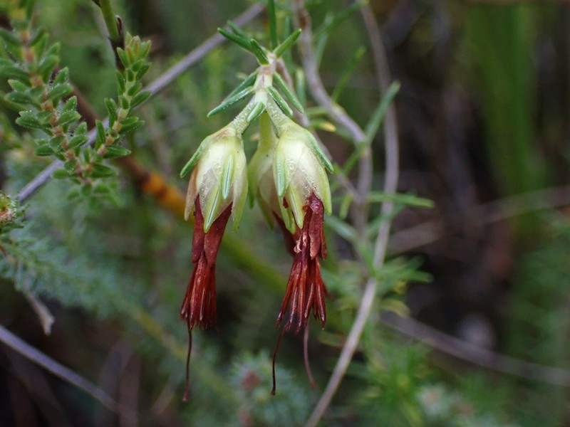 Erica intermedia subsp. intermedia photo 3