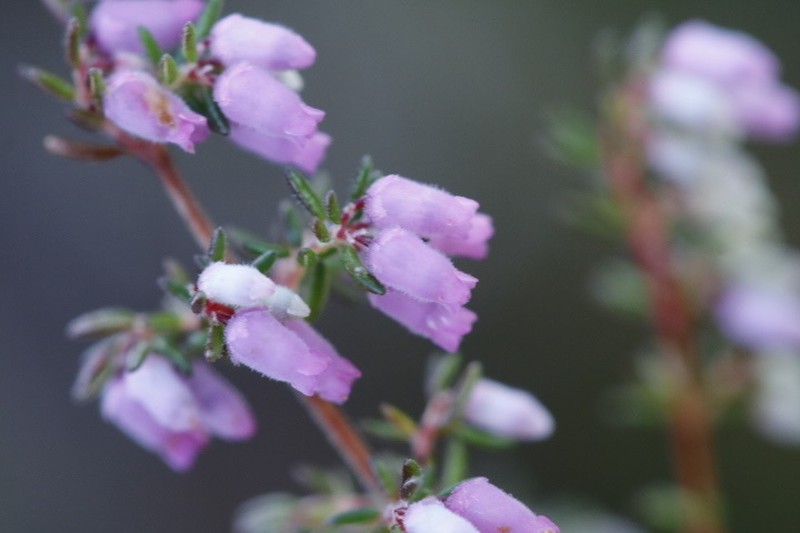 Erica intervallaris var. intervallaris