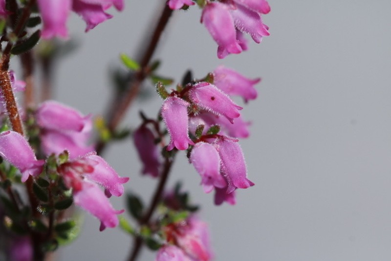 Erica intervallaris var. intervallaris photo 2