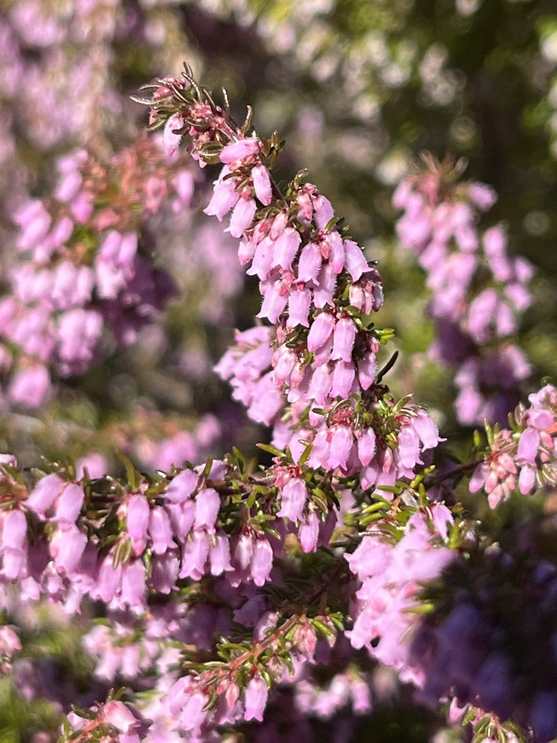 Erica intervallaris var. intervallaris photo 3