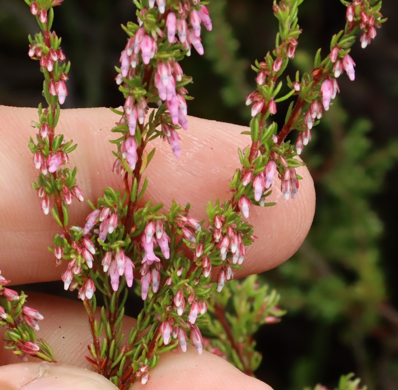 Erica intervallaris var. intervallaris photo 4