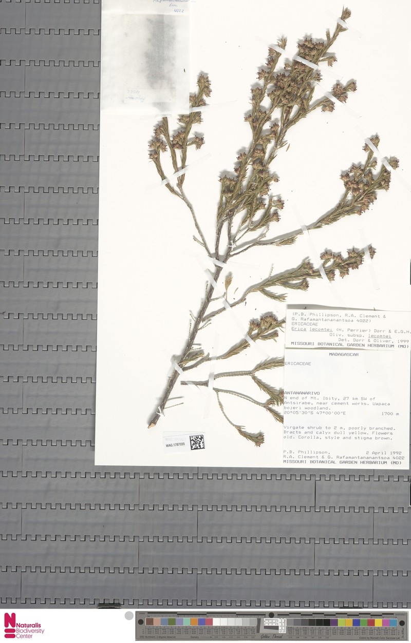 Erica lecomtei subsp. lecomtei