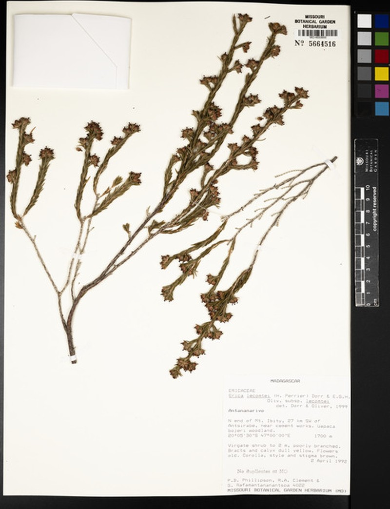 Erica lecomtei subsp. lecomtei photo 2