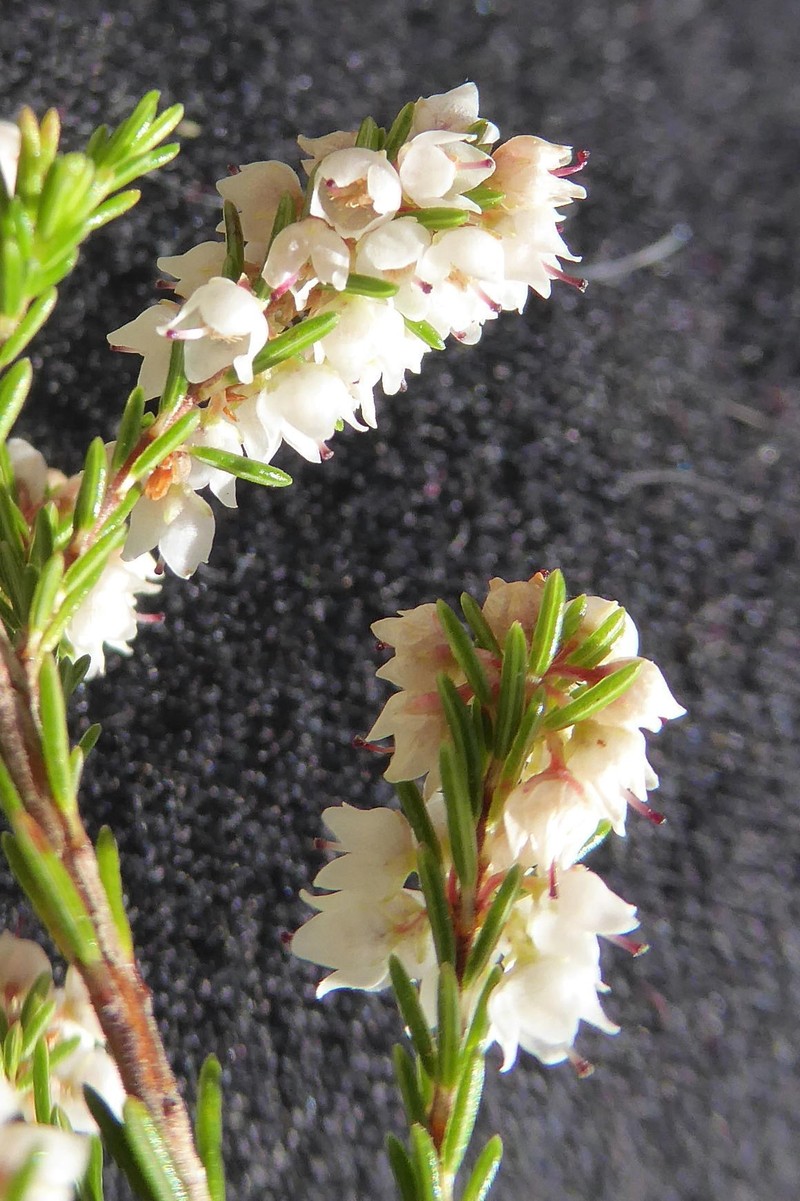 Erica leptopus var. leptopus