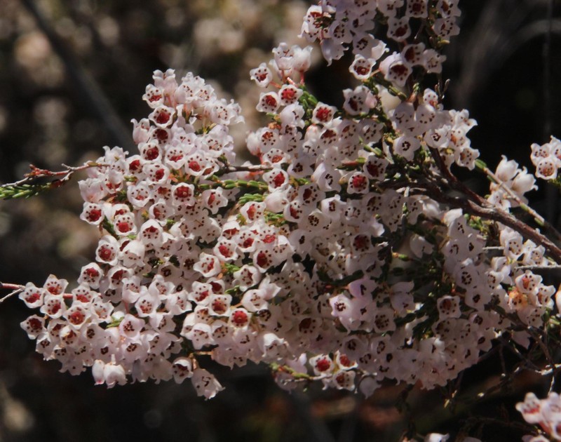 Erica leptopus var. leptopus photo 2