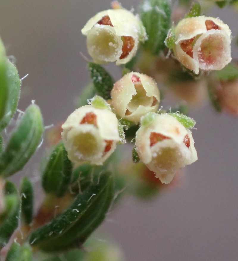 Erica leucopelta var. leucopelta photo 3