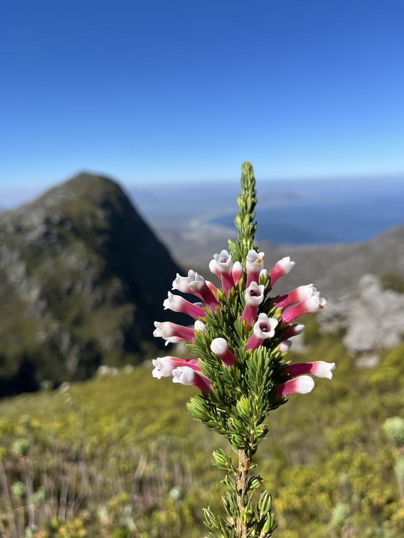 Erica leucotrachela subsp. leucotrachela