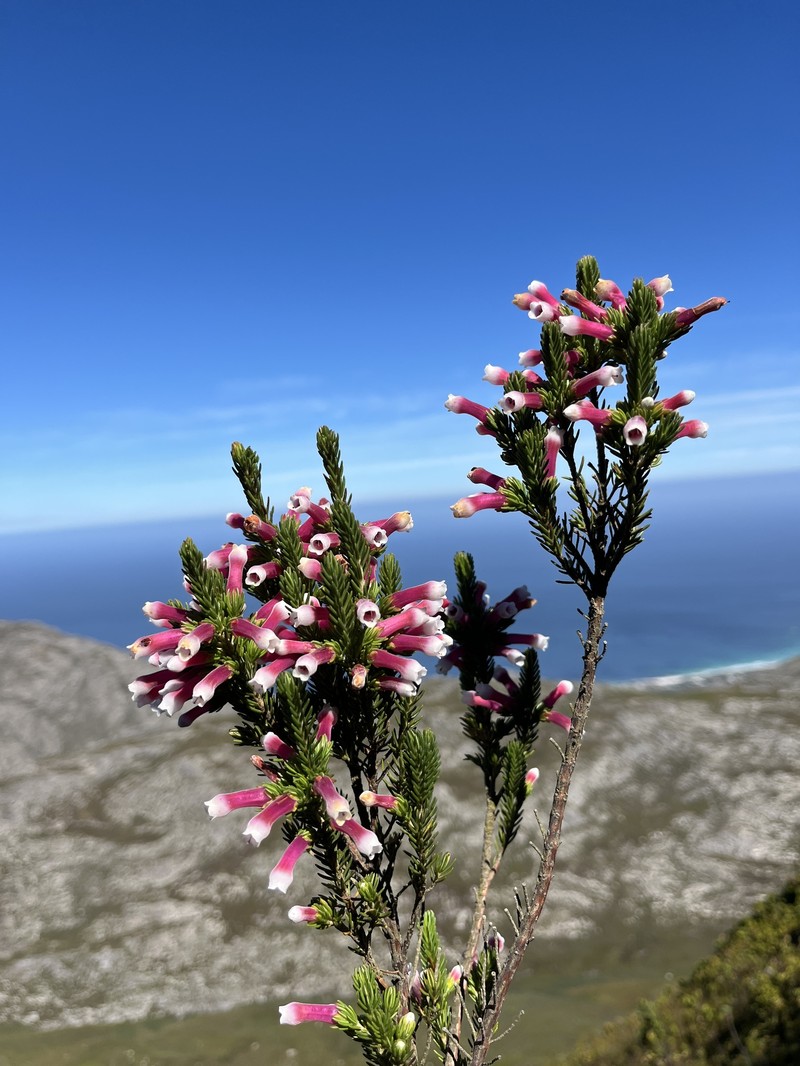 Erica leucotrachela subsp. leucotrachela photo 2