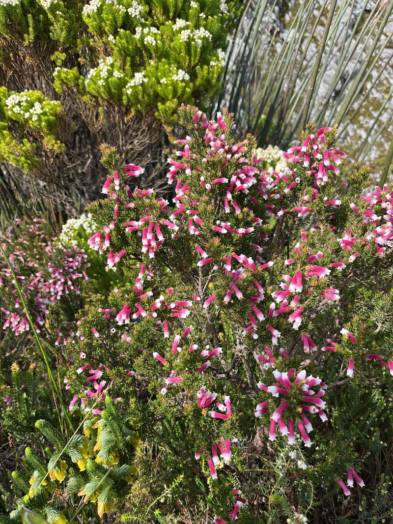 Erica leucotrachela subsp. leucotrachela photo 3