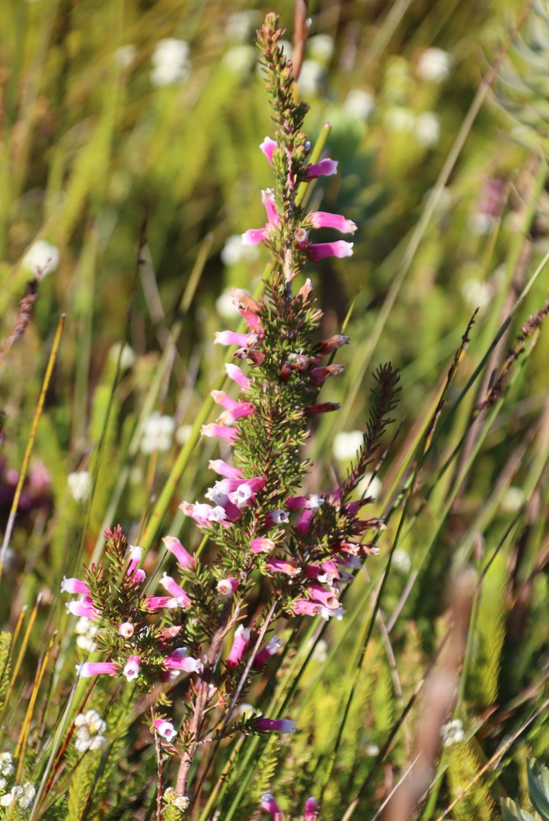 Erica leucotrachela subsp. leucotrachela photo 4