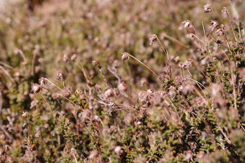 Erica longipedunculata var. longipedunculata
