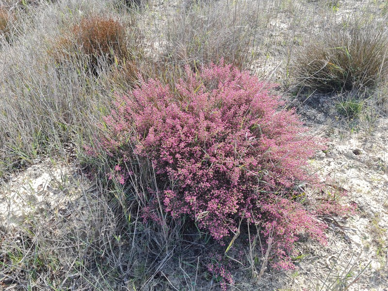 Erica lucida var. lucida photo 2