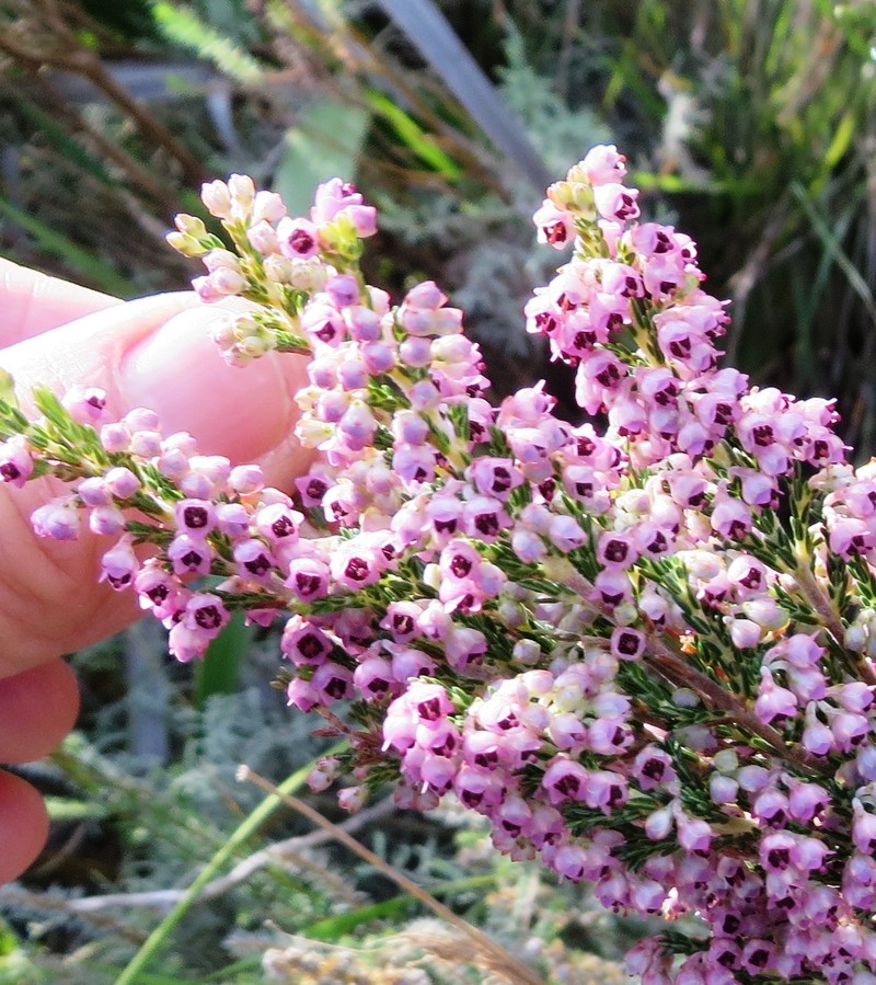 Erica lucida var. lucida photo 3