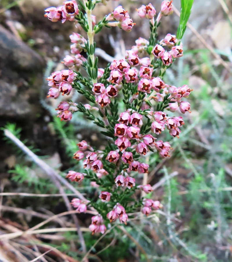Erica lucida var. lucida photo 4