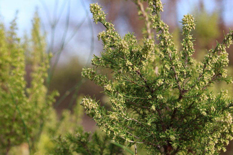 Spanish Heath photo 6