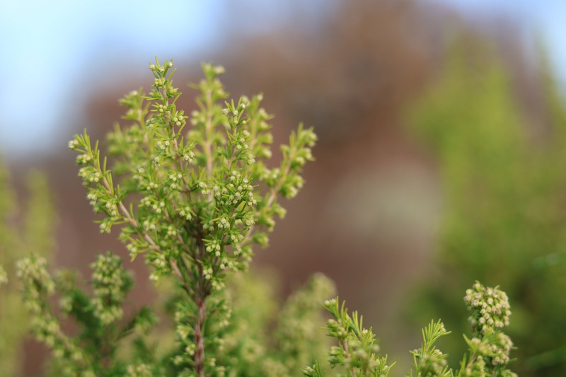 Spanish Heath photo 7