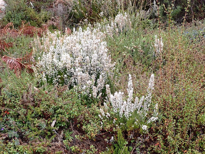 Spanish Heath photo 2