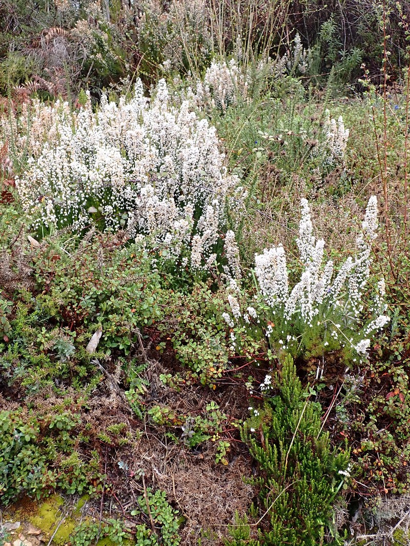 Spanish Heath photo 3