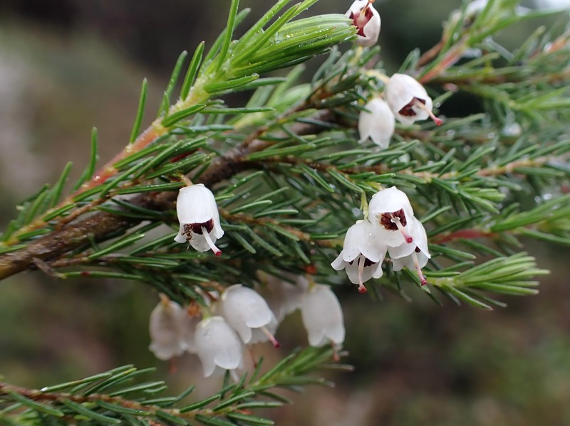 Spanish Heath photo 4