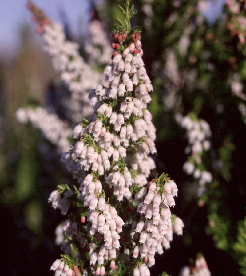 Spanish Heath