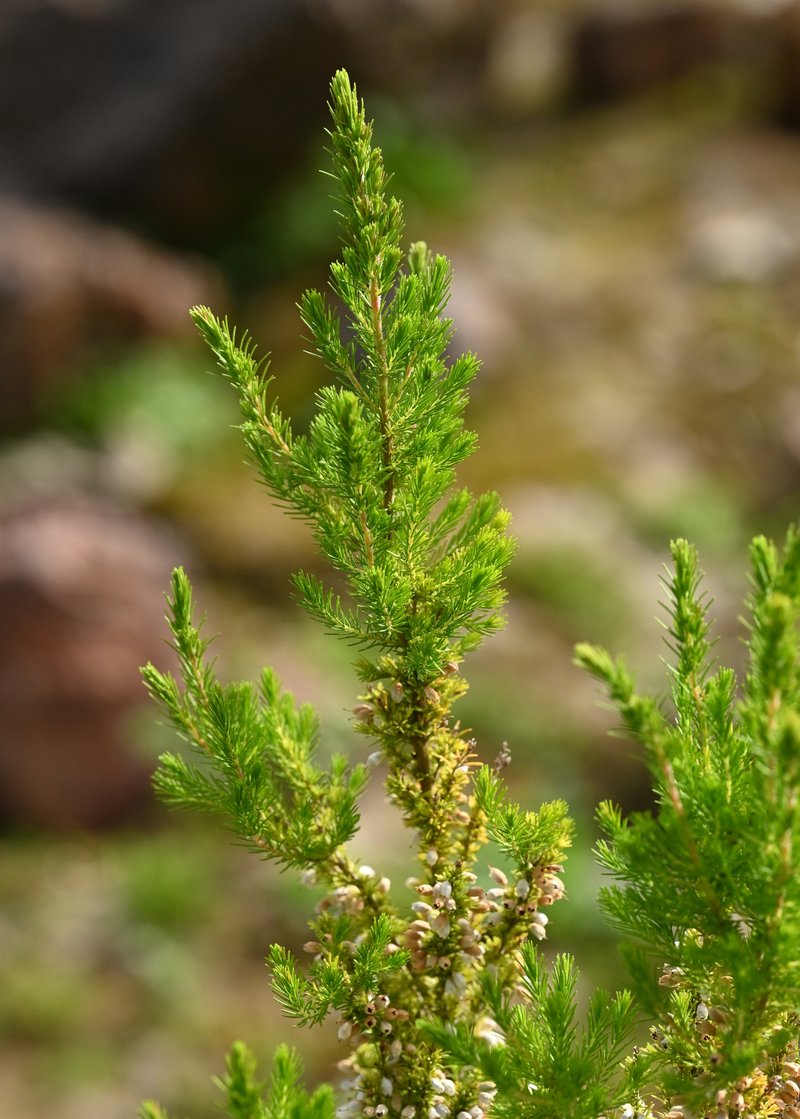 Spanish Heath photo 8
