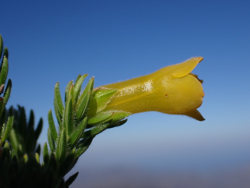 Erica macowanii subsp. macowanii
