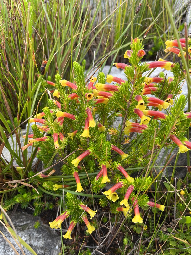 Erica macowanii subsp. macowanii photo 2
