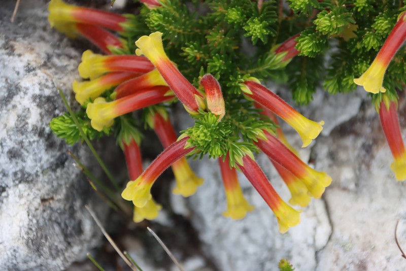 Erica macowanii subsp. macowanii photo 3