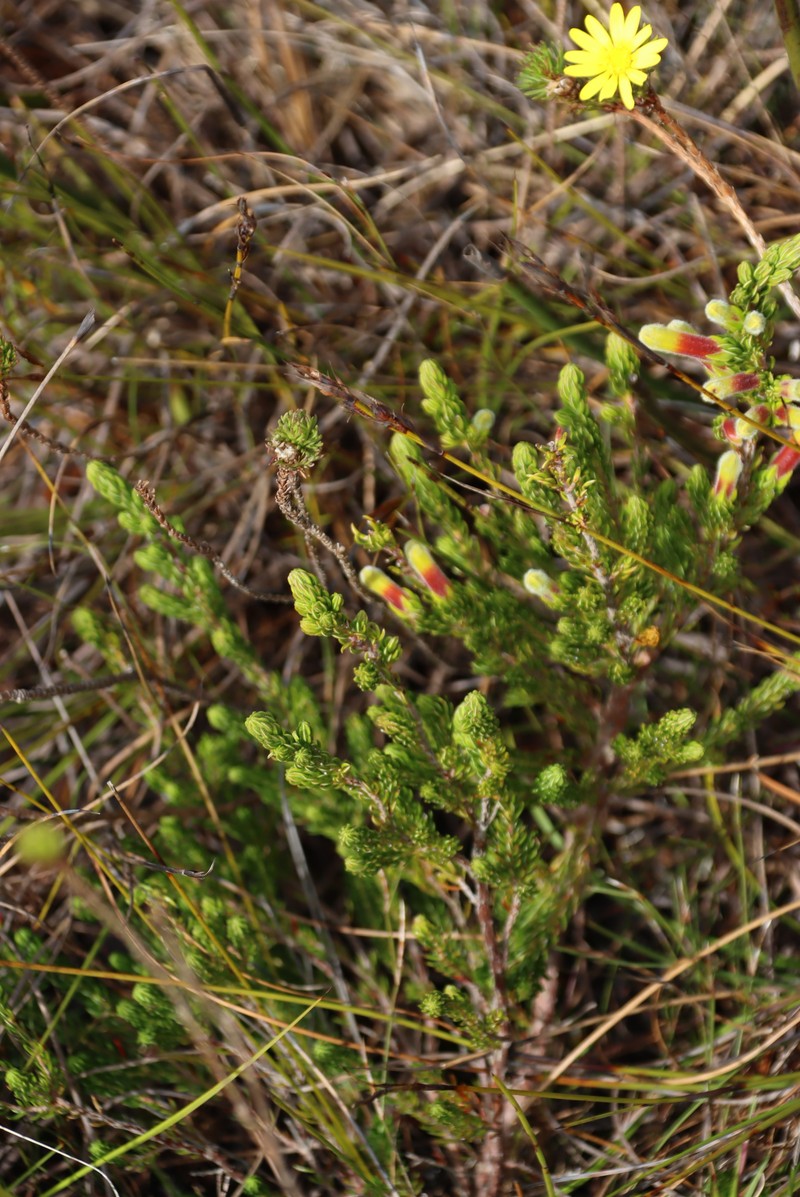 Erica macowanii subsp. macowanii photo 4