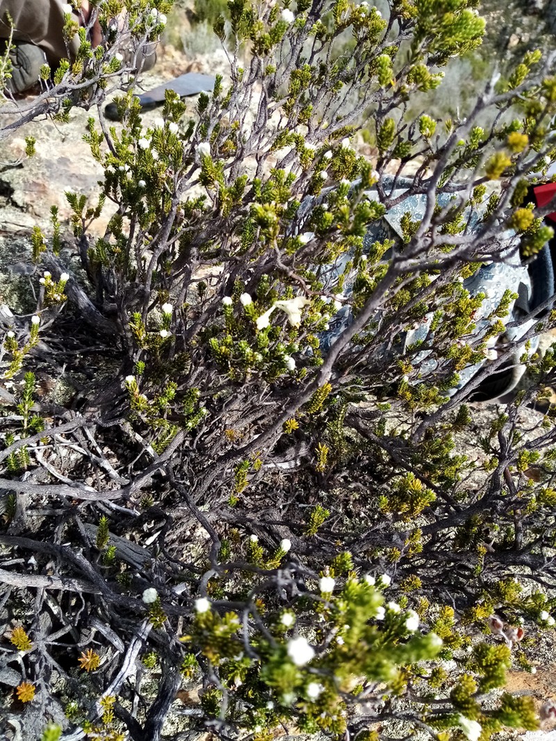 Erica mallotocalyx