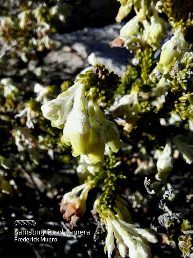 Erica mallotocalyx photo 3