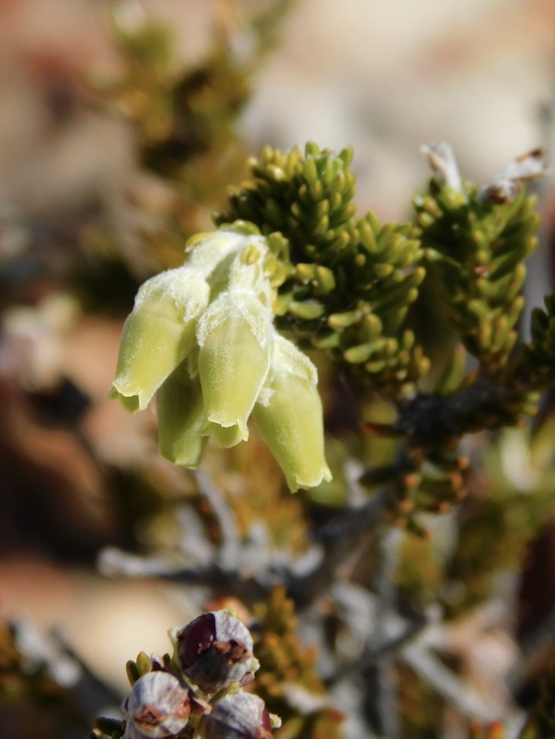 Erica mallotocalyx photo 5