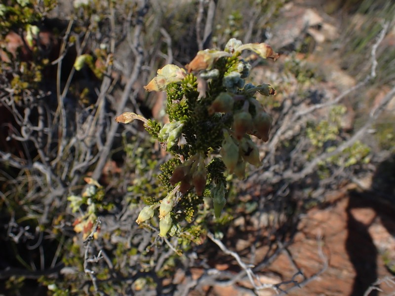 Erica mallotocalyx photo 6