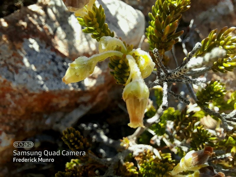 Erica mallotocalyx photo 7