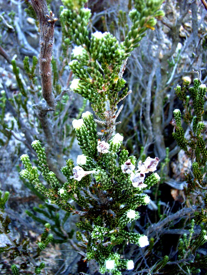 Erica mallotocalyx photo 8