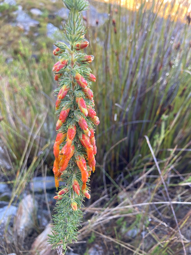 Erica melastoma subsp. melastoma