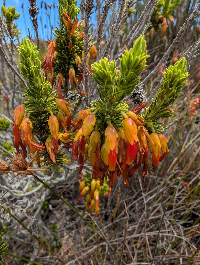 Erica melastoma subsp. melastoma photo 2