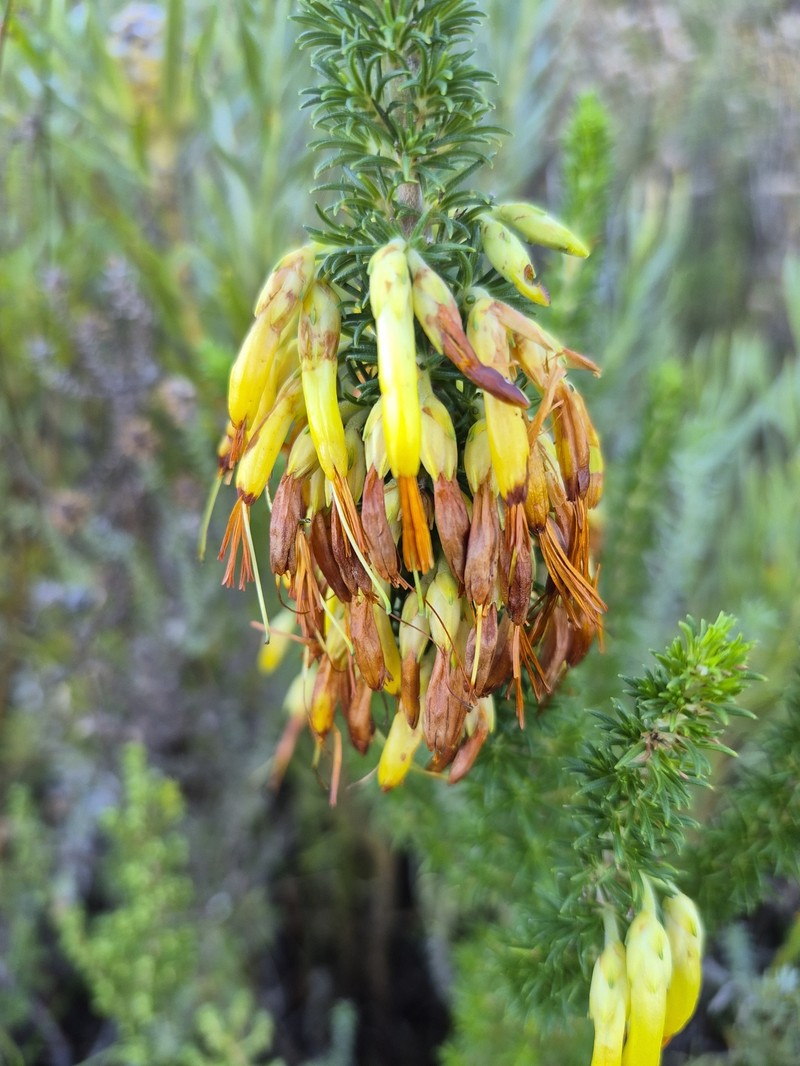 Erica melastoma subsp. melastoma photo 3
