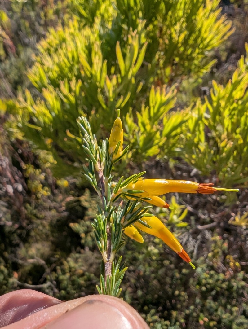 Erica melastoma subsp. melastoma photo 4