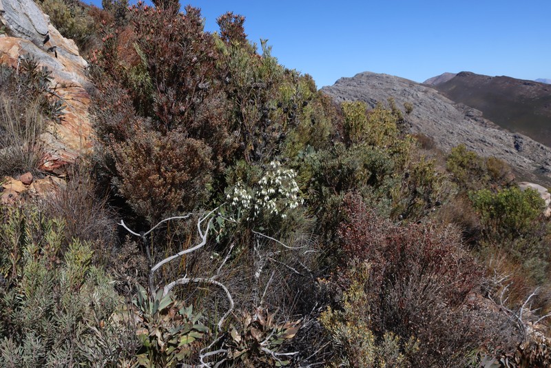 Erica monsoniana var. monsoniana